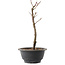 Acer palmatum Arakawa, 27,5 cm, ± 8 jaar oud