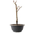 Acer palmatum Arakawa, 27,5 cm, ± 8 ans