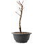 Acer palmatum Arakawa, 27,5 cm, ± 8 ans