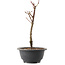 Acer palmatum Arakawa, 27,5 cm, ± 8 ans