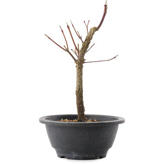 Acer palmatum Arakawa, 23 cm, ± 8 anni