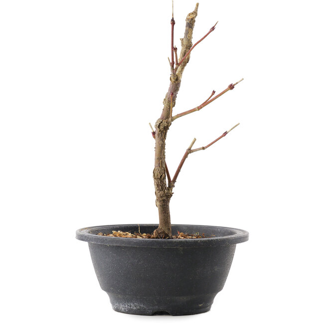 Acer palmatum Arakawa, 22 cm, ± 8 anni