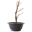 Acer palmatum Arakawa, 22 cm, ± 8 jaar oud