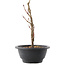 Acer palmatum Arakawa, 22 cm, ± 8 years old