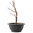 Acer palmatum Arakawa, 22 cm, ± 8 años