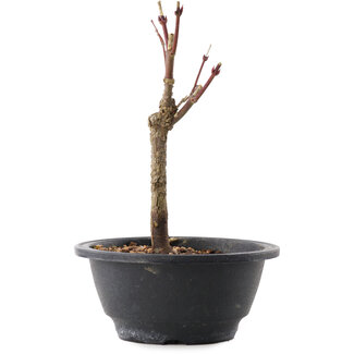 Acer palmatum Arakawa, 21 cm, ± 8 jaar oud