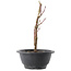 Acer palmatum Arakawa, 22 cm, ± 8 ans