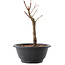 Acer palmatum Arakawa, 21 cm, ± 8 años