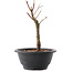 Acer palmatum Arakawa, 21 cm, ± 8 jaar oud