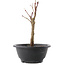 Acer palmatum Arakawa, 21 cm, ± 8 ans