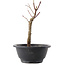 Acer palmatum Arakawa, 21 cm, ± 8 Jahre alt