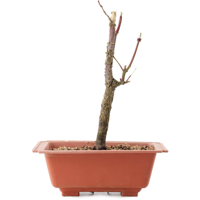 Acer palmatum Arakawa, 21 cm, ± 8 years old