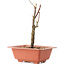 Acer palmatum Arakawa, 21 cm, ± 8 años