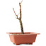 Acer palmatum Arakawa, 21 cm, ± 8 jaar oud