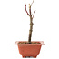Acer palmatum Arakawa, 21 cm, ± 8 jaar oud