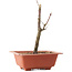 Acer palmatum Arakawa, 21 cm, ± 8 years old