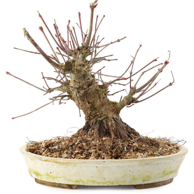 Acer palmatum, 15,5 cm, ± 25 anni