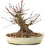 Acer palmatum, 15,5 cm, ± 25 ans