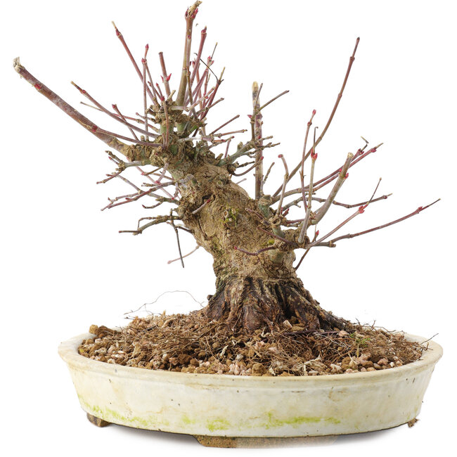 Acer palmatum, 15,5 cm, ± 25 jaar oud