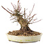 Acer palmatum, 15,5 cm, ± 25 jaar oud