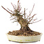 Acer palmatum, 15,5 cm, ± 25 years old