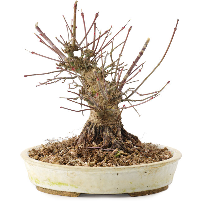 Acer palmatum, 15,5 cm, ± 25 Jahre alt