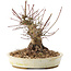 Acer palmatum, 15,5 cm, ± 25 jaar oud