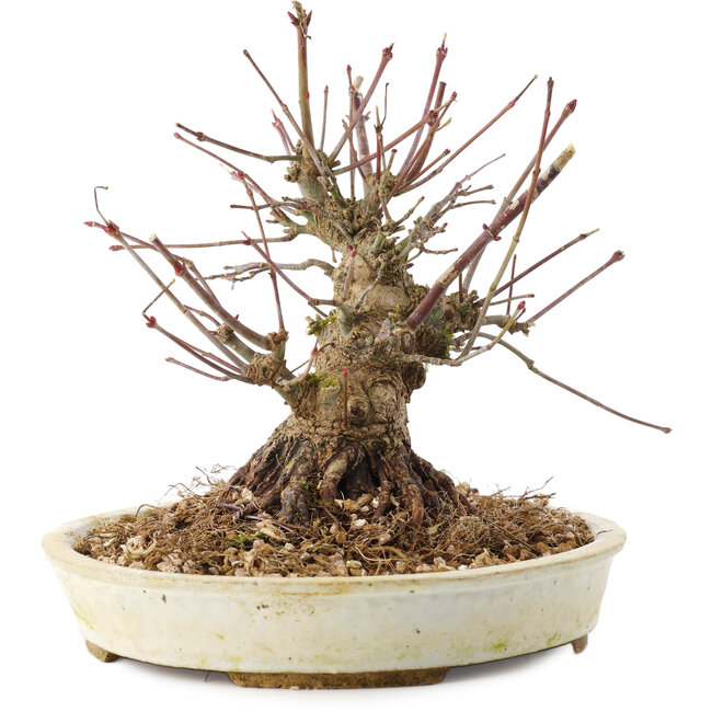 Acer palmatum, 15,5 cm, ± 25 ans