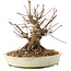 Acer palmatum, 15,5 cm, ± 25 jaar oud
