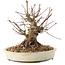 Acer palmatum, 15,5 cm, ± 25 Jahre alt