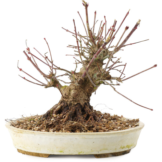Acer palmatum, 15,5 cm, ± 25 jaar oud