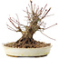 Acer palmatum, 15,5 cm, ± 25 years old