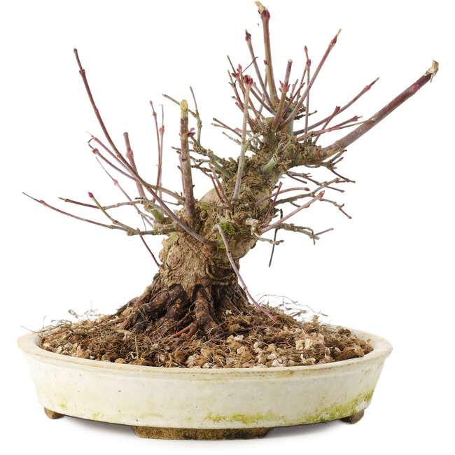 Acer palmatum, 15,5 cm, ± 25 ans