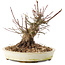 Acer palmatum, 15,5 cm, ± 25 ans