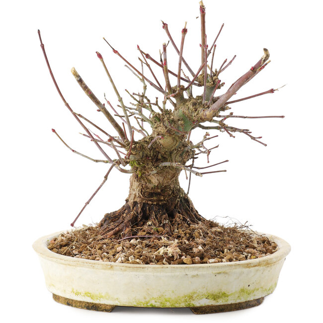 Acer palmatum, 15,5 cm, ± 25 jaar oud
