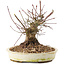 Acer palmatum, 15,5 cm, ± 25 jaar oud