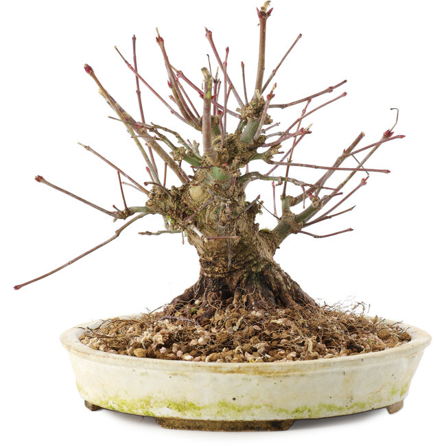 Acer palmatum, 15,5 cm, ± 25 anni