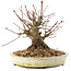 Acer palmatum, 15,5 cm, ± 25 jaar oud