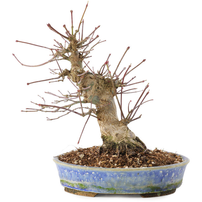 Acer palmatum, 18,5 cm, ± 25 años