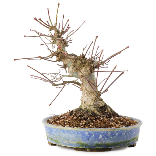 Acer palmatum, 18,5 cm, ± 25 anni