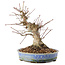 Acer palmatum, 18,5 cm, ± 25 ans