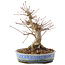 Acer palmatum, 18,5 cm, ± 25 años