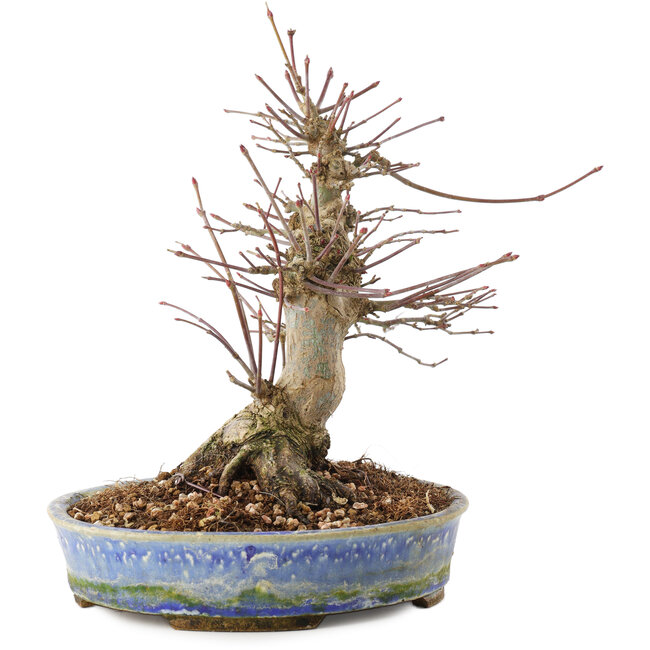 Acer palmatum, 18,5 cm, ± 25 years old