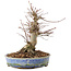 Acer palmatum, 18,5 cm, ± 25 años