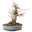 Acer palmatum, 18,5 cm, ± 25 jaar oud