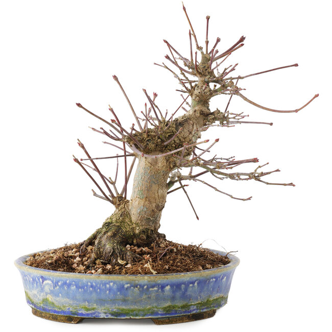 Acer palmatum, 18,5 cm, ± 25 años