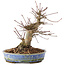 Acer palmatum, 18,5 cm, ± 25 jaar oud