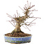 Acer palmatum, 18,5 cm, ± 25 años