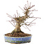 Acer palmatum, 18,5 cm, ± 25 jaar oud