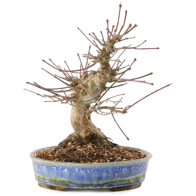 Acer palmatum, 18,5 cm, ± 25 Jahre alt